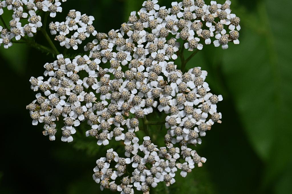 2025-07059429 River Bend Farm, MA.JPG - Yarrow. River Bend Farm, MA, 7-5-2025